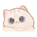 cat3_stare cat3_stare