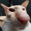 trollocat trollocat