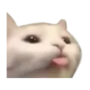 blep