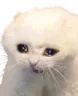 sadcat3
