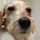 visionsdogbruhmoment