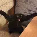 meow