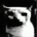 cat_dac