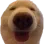 dawgdoin