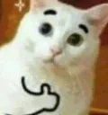 CatThumbsUp CatThumbsUp