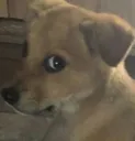 dogolhando