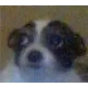 doguinho