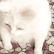 NTC_catgag Discord Emoji