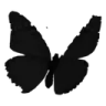 blackbutterfly