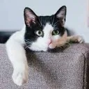 Lazycat Discord Emoji