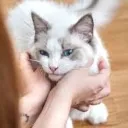 Winkcat Discord Emoji