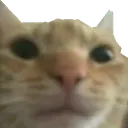 5278gusictransparent