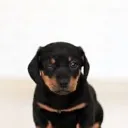 Winkcat Discord Emoji