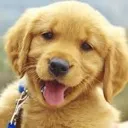 Happydog happydog Discord Emoji