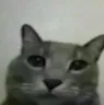 the_bodily_function_cat
