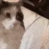 MA_CatBonk