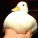 quack
