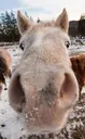 MA_HorseSniffGrassLaundry