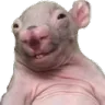 ratto