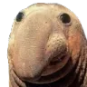 ScrubGuh