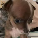piungo