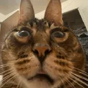 walterstare