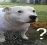 what_dog