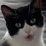 olivepog Discord emoji