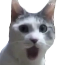 catgasp Discord emoji