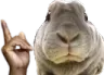 real Discord emoji