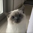 perple perple