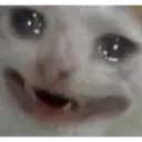 Smile_in_Pain_Cat Smile_in_Pain_Cat