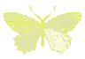 yellowbtrfly