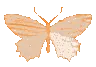 orangebtrfly