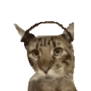 CatJamm Discord Emoji