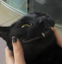 ch_noirmalicious Discord emoji