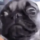 pugstare