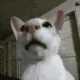 catsniff