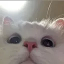 NDhaicat