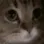 meow