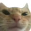 swagcatmad Discord emoji