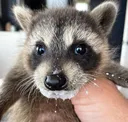 glueracoon