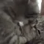 catgay