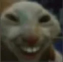 TheGatoTroll