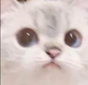 CatConcern