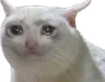 sadcatto