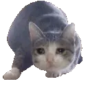 sad_cat_wiggle