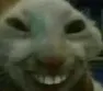 xdd xdd