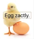 eggzactly