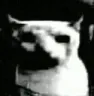 DoomedCat
